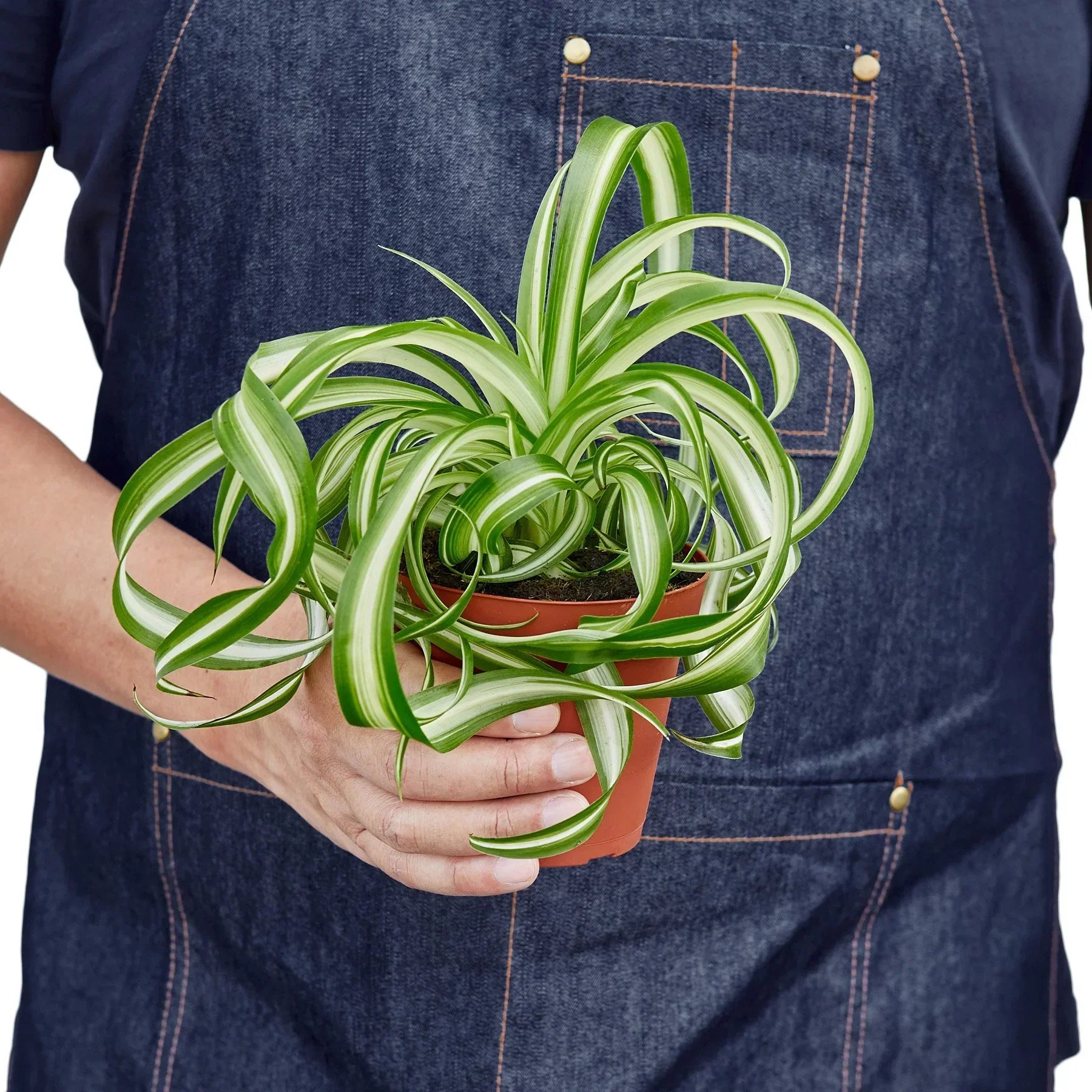 Spider Plant Hawaiian - 4" Pot - NURSERY POT ONLY