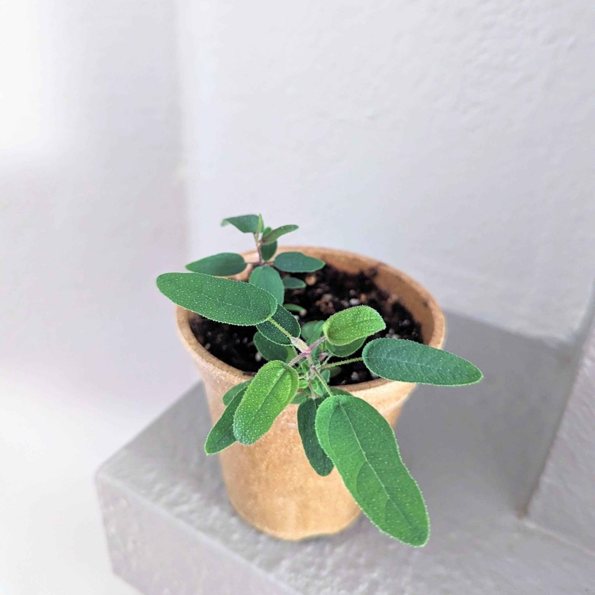 Eucalyptus Citriodora 'Lemon Eucalyptus' Seeds
