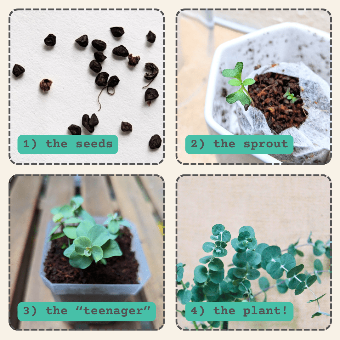 Eucalyptus Pulverulenta 'Baby Blue' Seeds