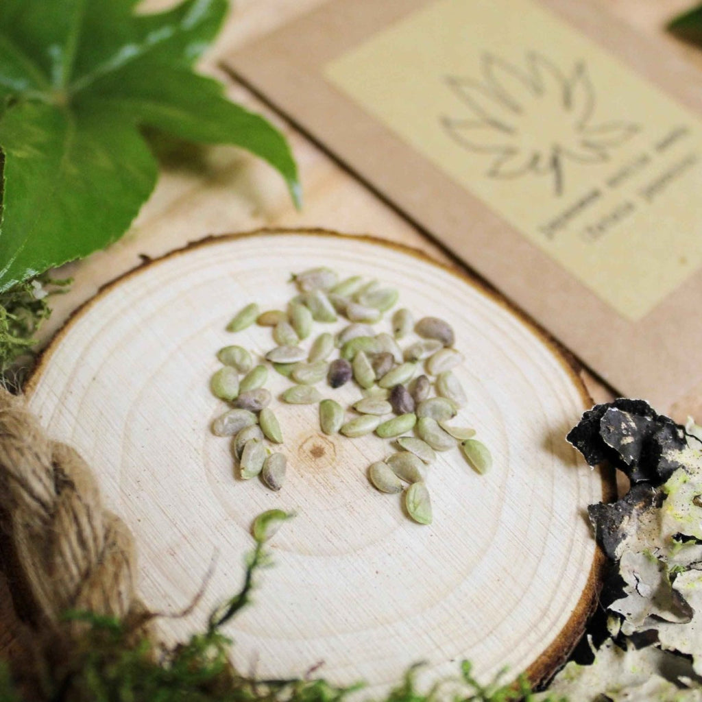 Fatsia Japonica 'Japanese Aralia' Seeds