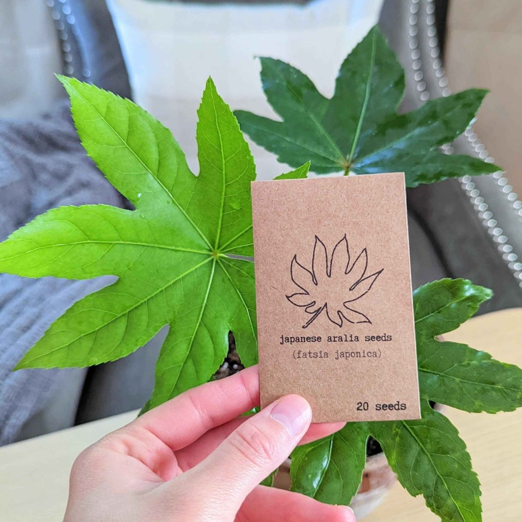 Fatsia Japonica 'Japanese Aralia' Seeds