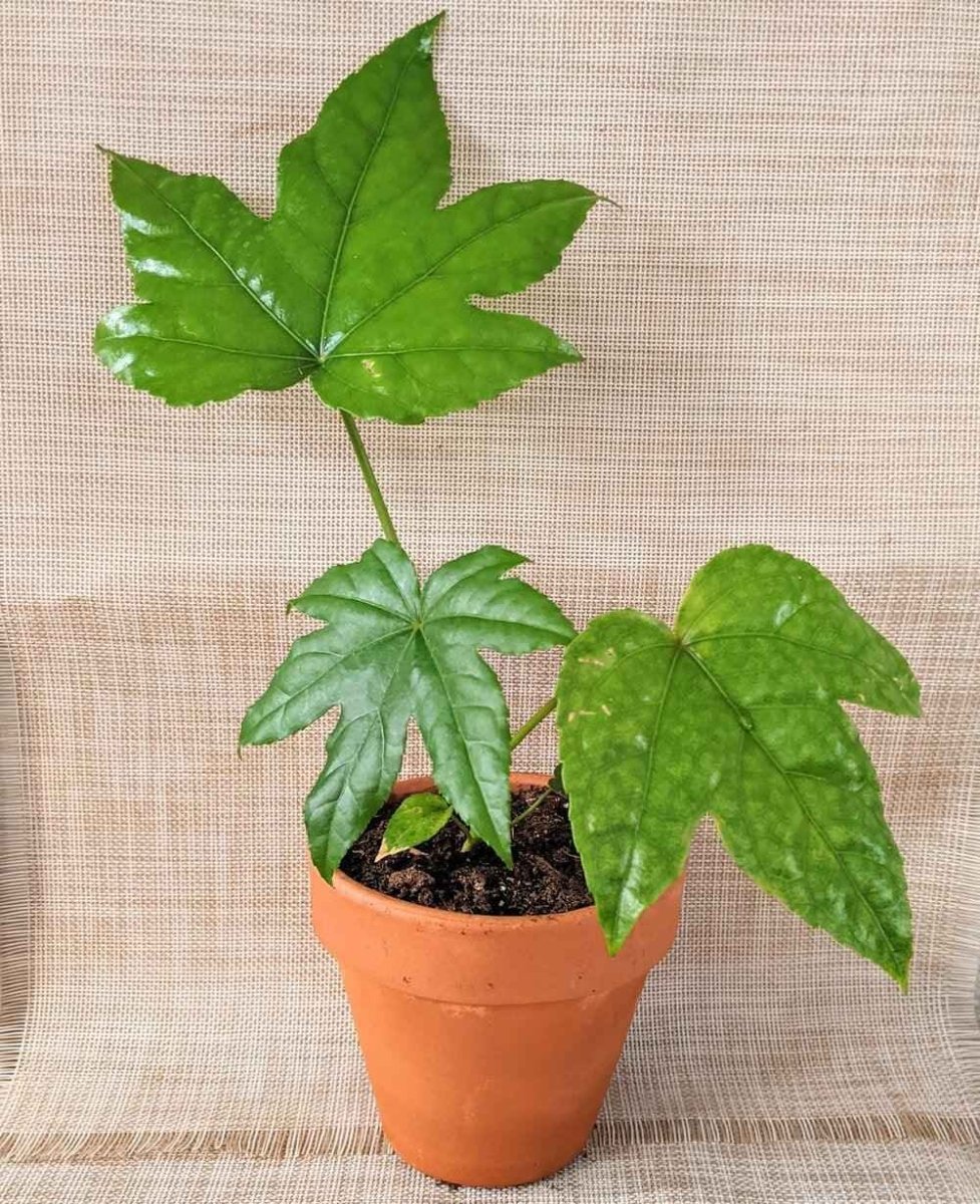 Fatsia Japonica 'Japanese Aralia' Seeds
