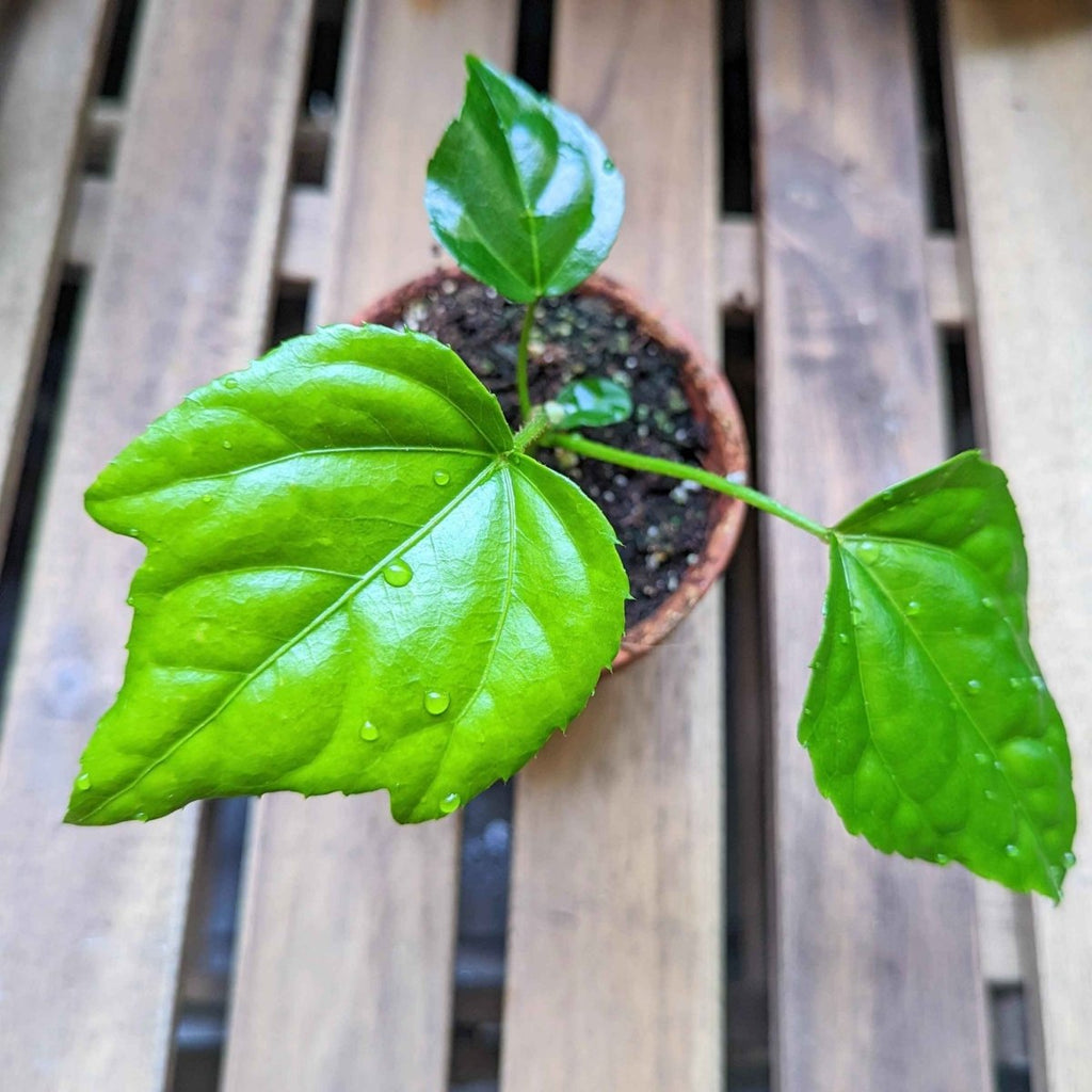 Fatsia Japonica 'Japanese Aralia' Seeds