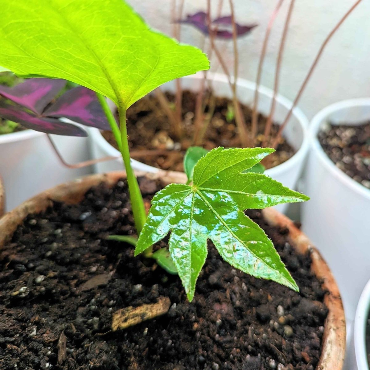 Fatsia Japonica 'Japanese Aralia' Seeds