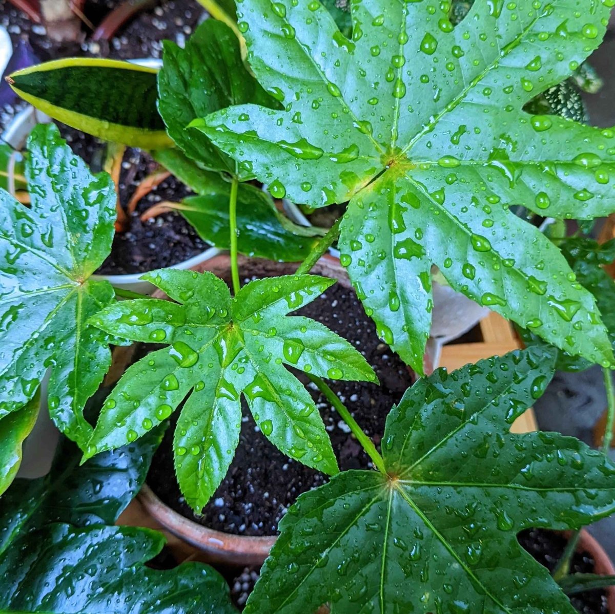 Fatsia Japonica 'Japanese Aralia' Seeds