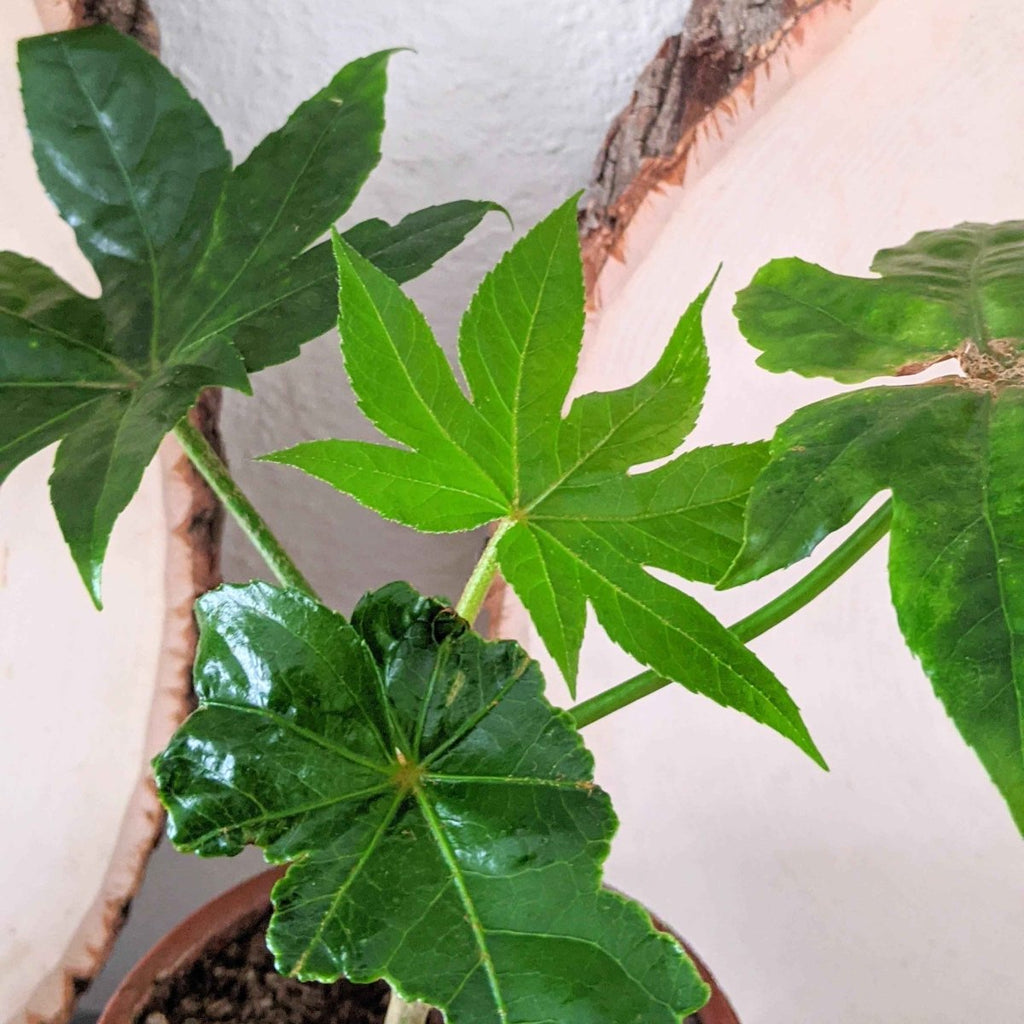 Fatsia Japonica 'Japanese Aralia' Seeds