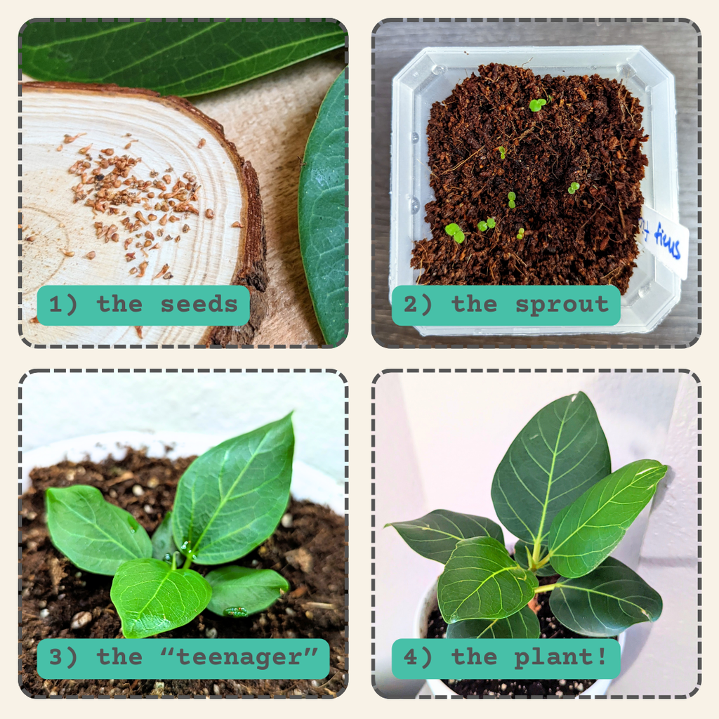 Ficus Altissima 'Lofty Fig' Seeds