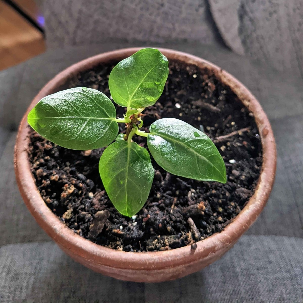 Ficus Altissima 'Lofty Fig' Seeds