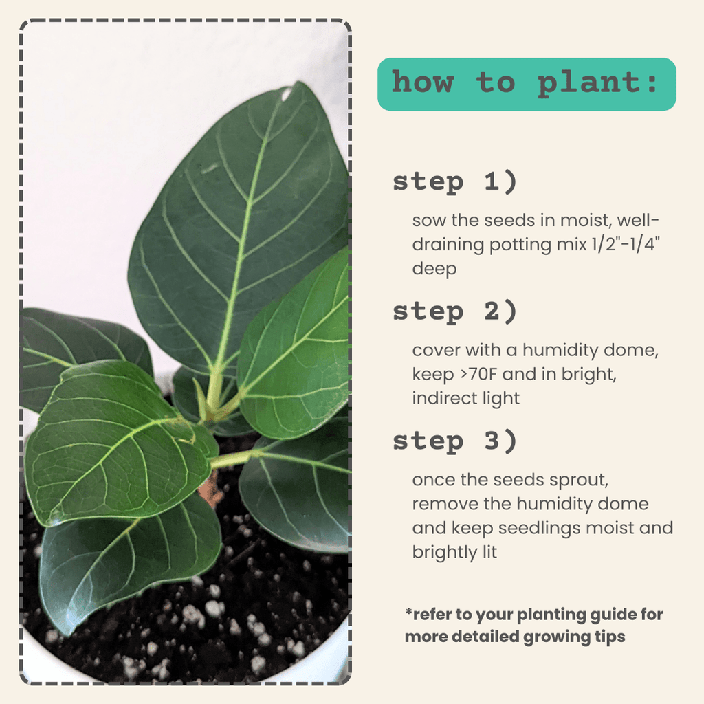 Ficus Altissima 'Lofty Fig' Seeds