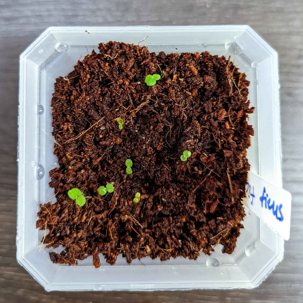 Ficus Altissima 'Lofty Fig' Seeds