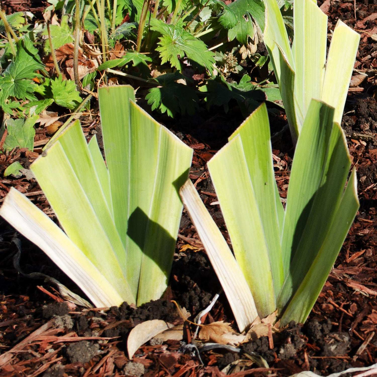 Big As The Moon Reblloming Fragrant Bi-Color Iris Quart Pot