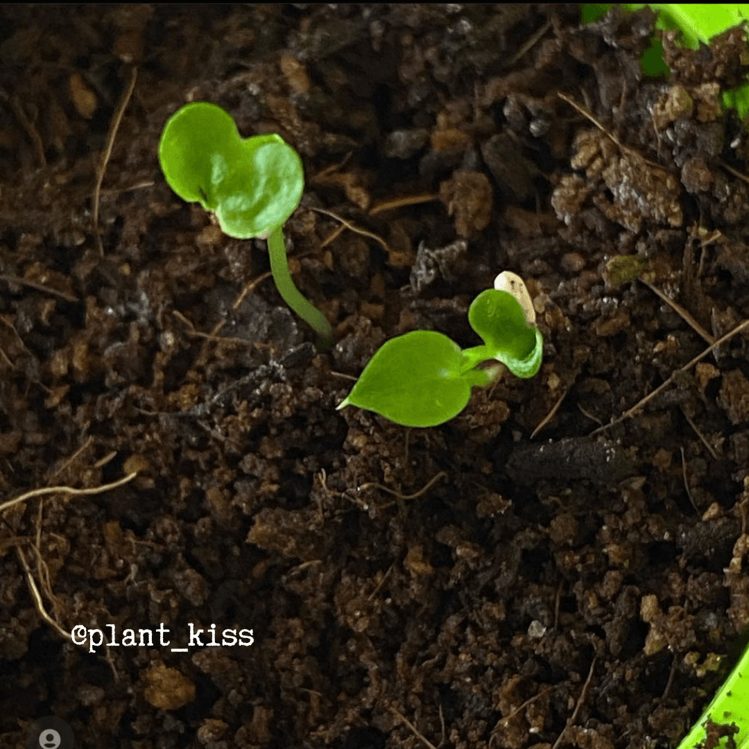 Grow a Philodendron Seed Kit