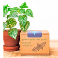 Grow a Polka Dot Seed Kit