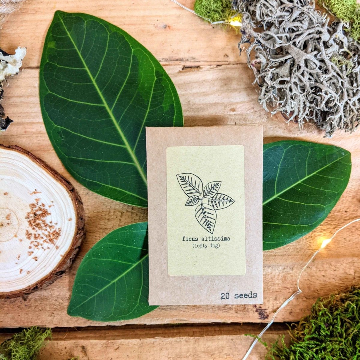 "Houseplant Adventurer" Houseplant Seed Collection
