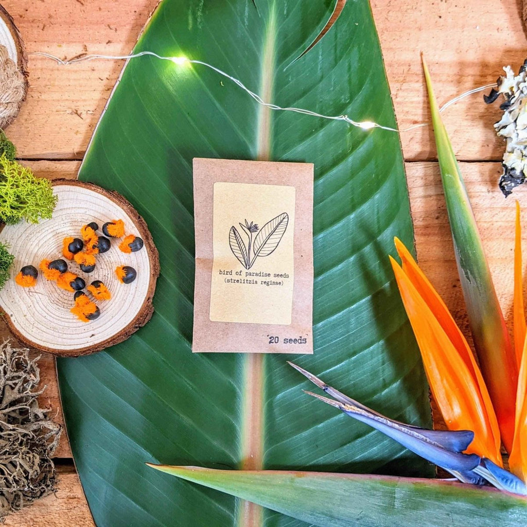 "Houseplant Buff" Houseplant Seed Collection