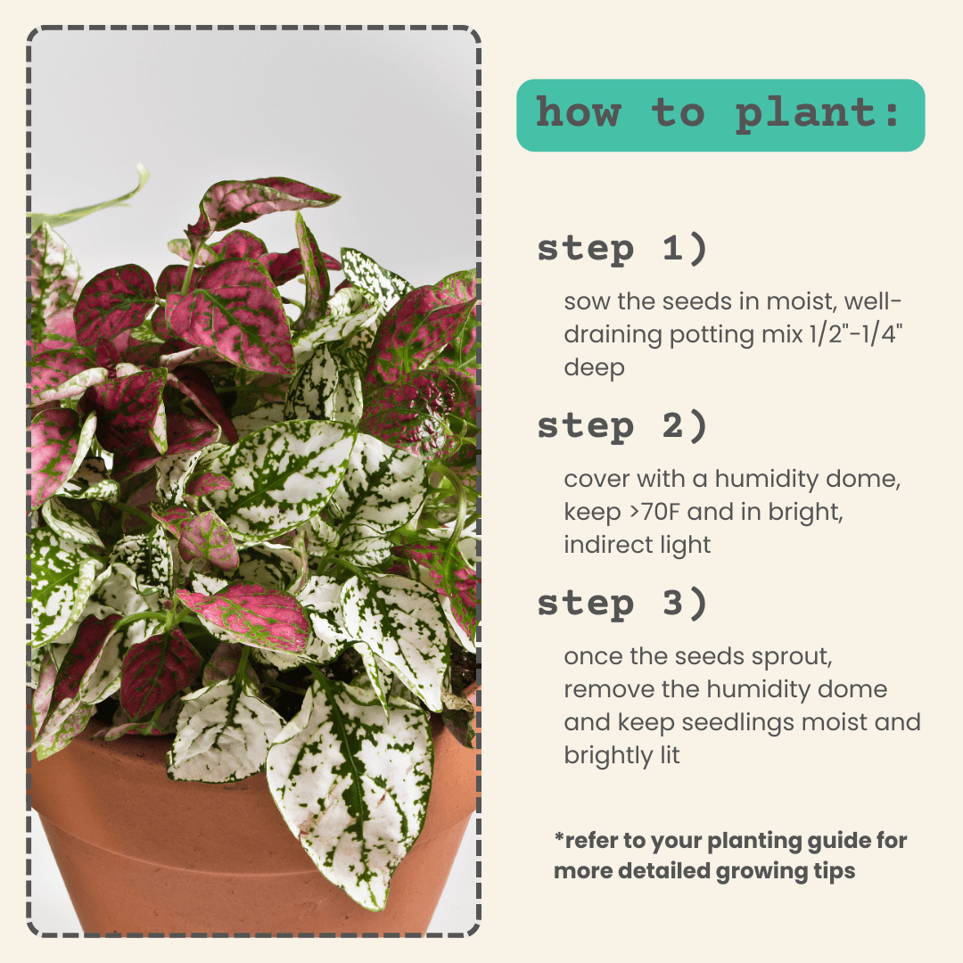 Hypoestes 'Polka Dot Plant' Seeds