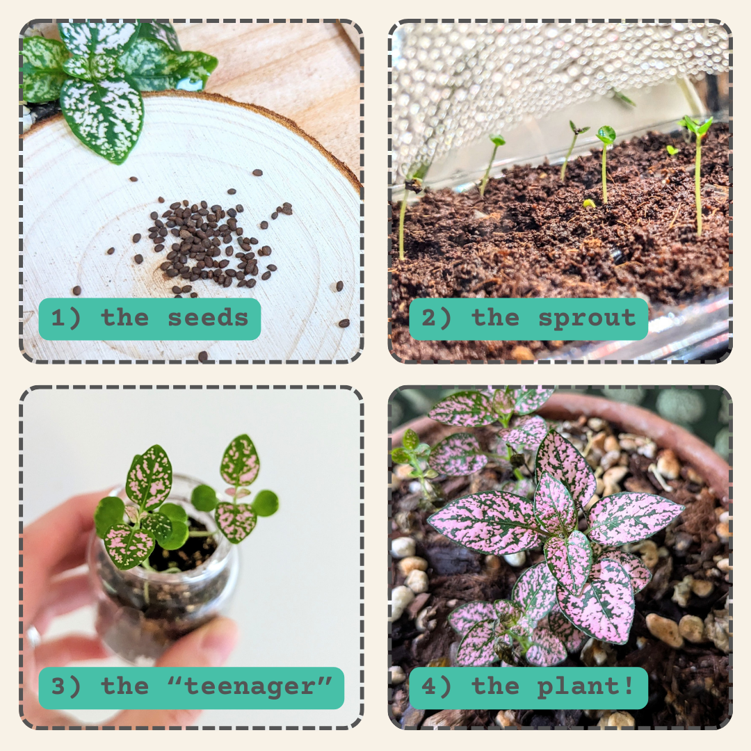 Hypoestes 'Polka Dot Plant' Seeds