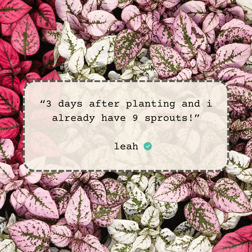 Hypoestes 'Polka Dot Plant' Seeds