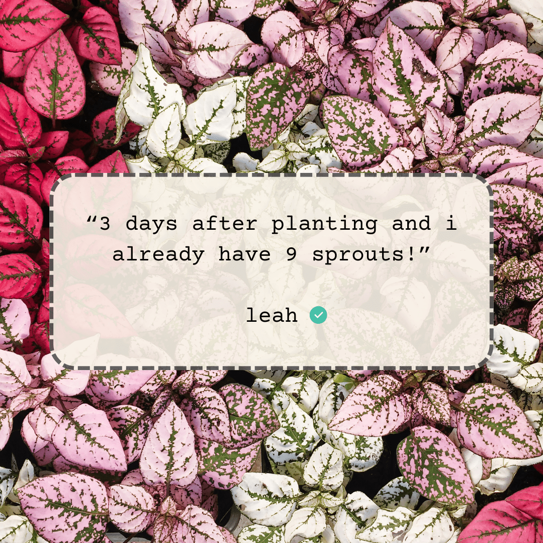 Hypoestes 'Polka Dot Plant' Seeds