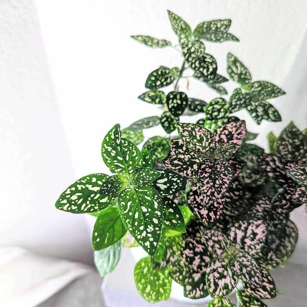 Hypoestes 'Polka Dot Plant' Seeds