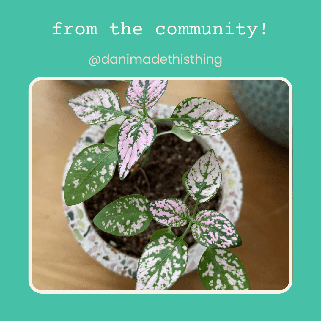 Hypoestes 'Polka Dot Plant' Seeds