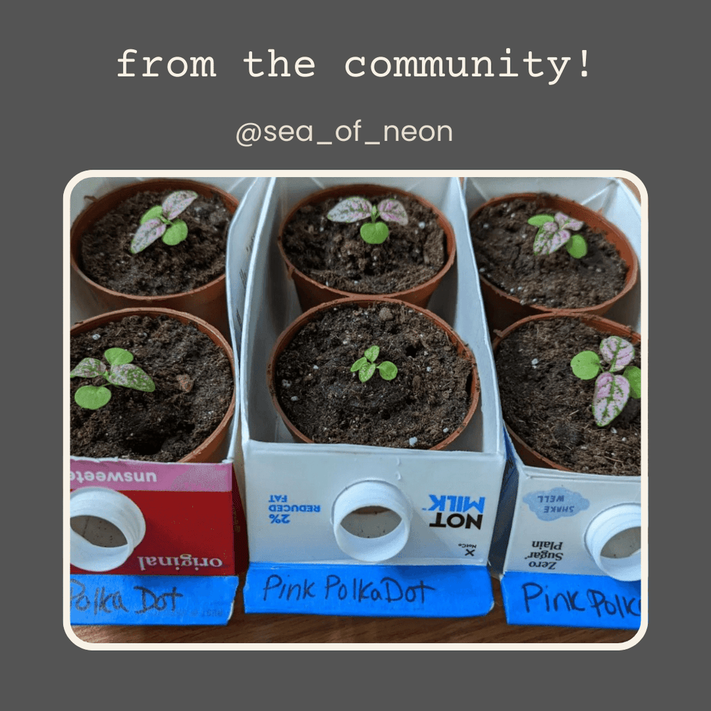 Hypoestes 'Polka Dot Plant' Seeds