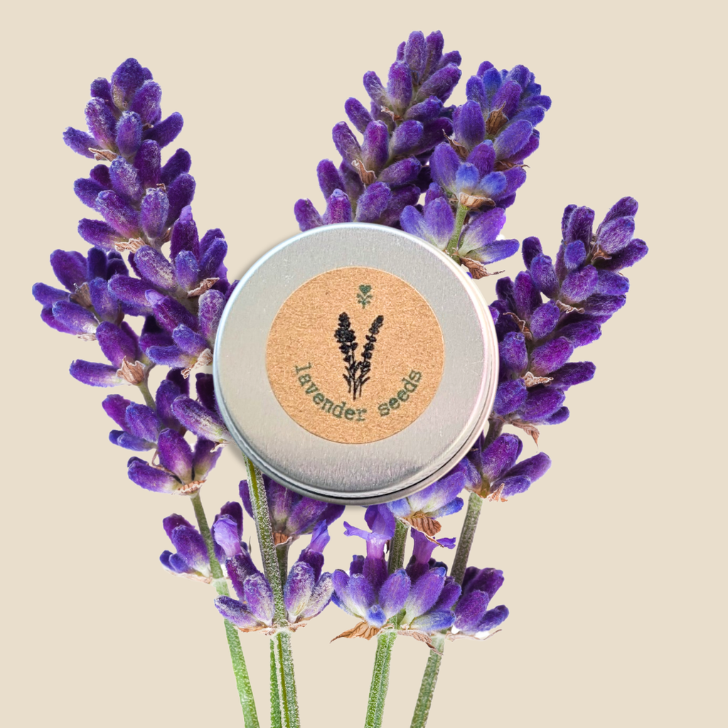 Lavender Seeds