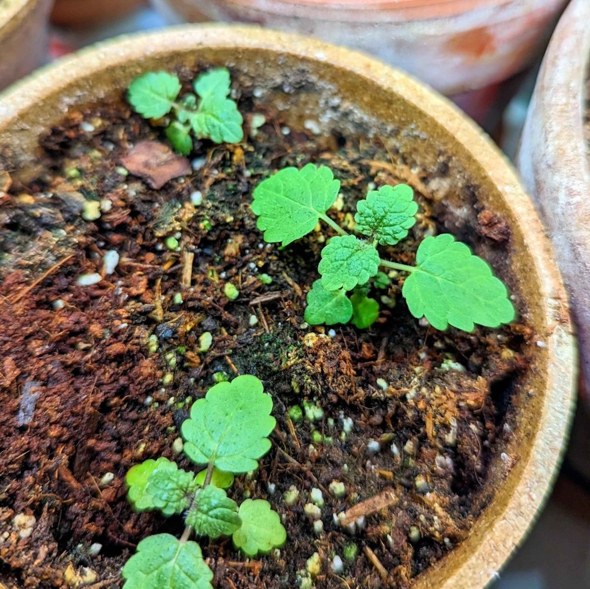 Lemon Balm Seeds