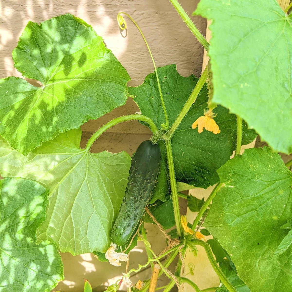 Organic Cucumber Seeds