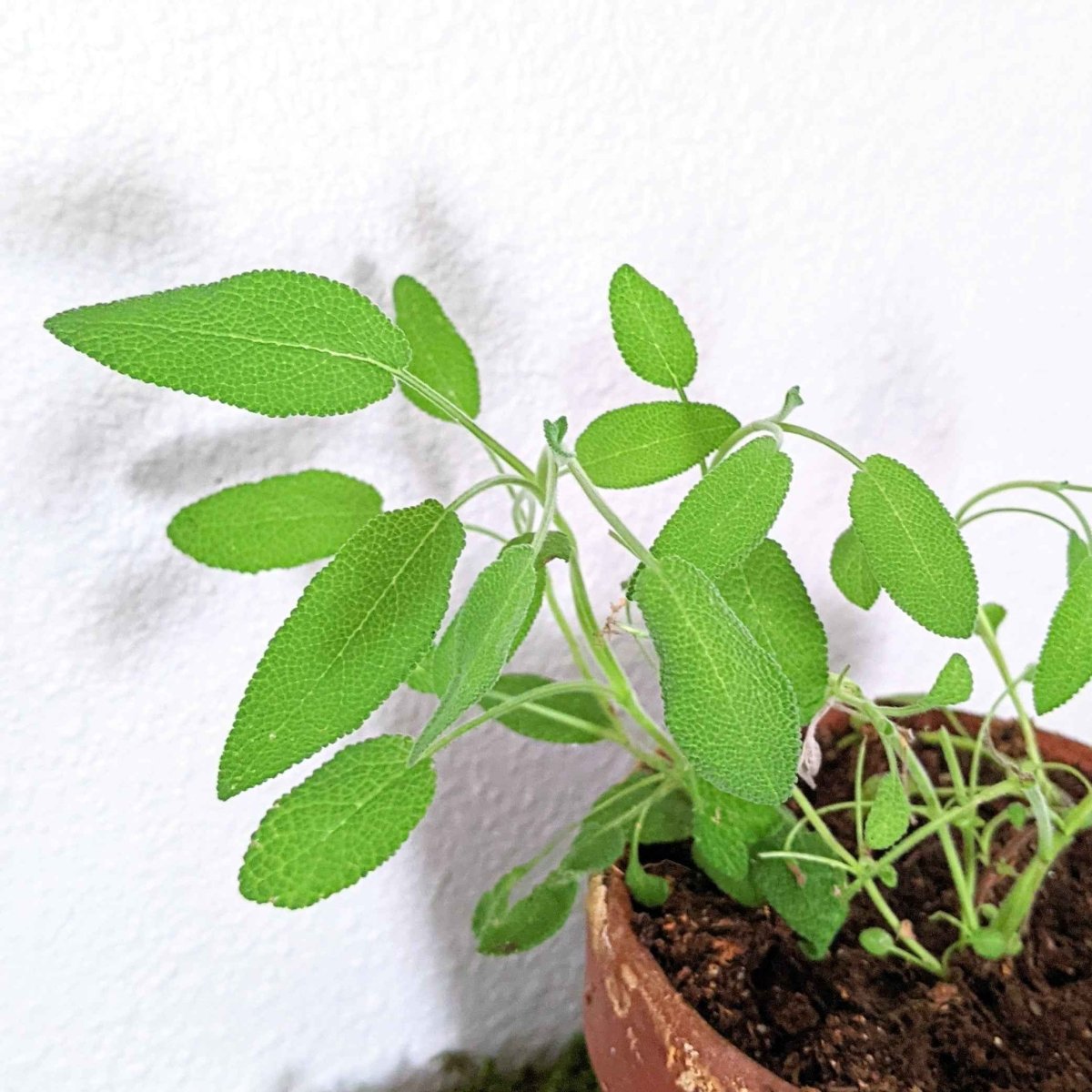 Organic Sage Seeds