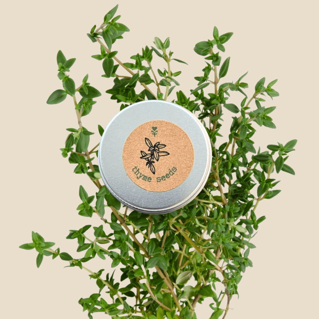 Organic Thyme Seeds