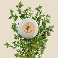Organic Thyme Seeds