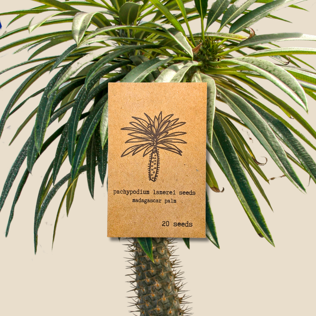 Pachypodium lamerei 'Madagascar Palm' Seeds