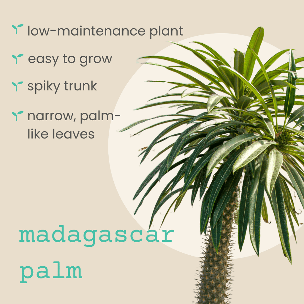 Pachypodium lamerei 'Madagascar Palm' Seeds