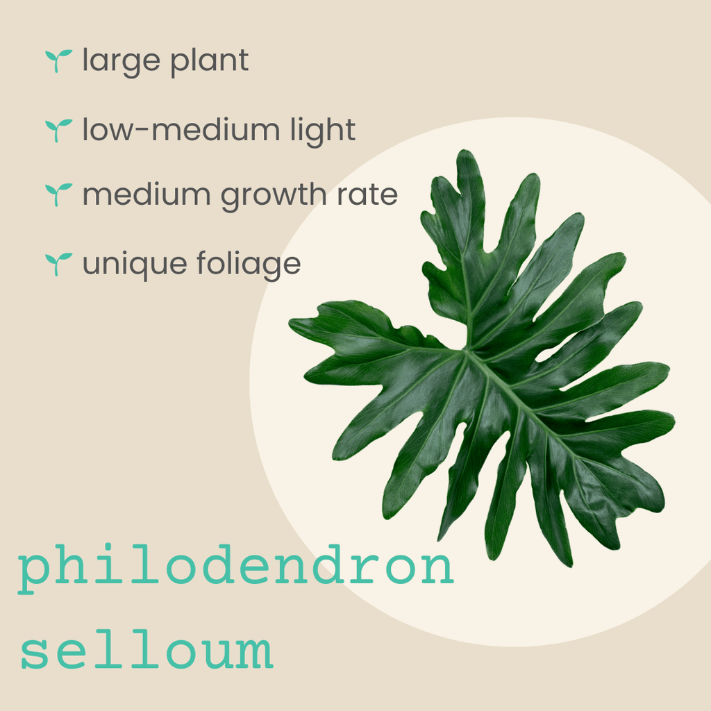 Philodendron Selloum 'Split Leaf Philodendron' Seeds