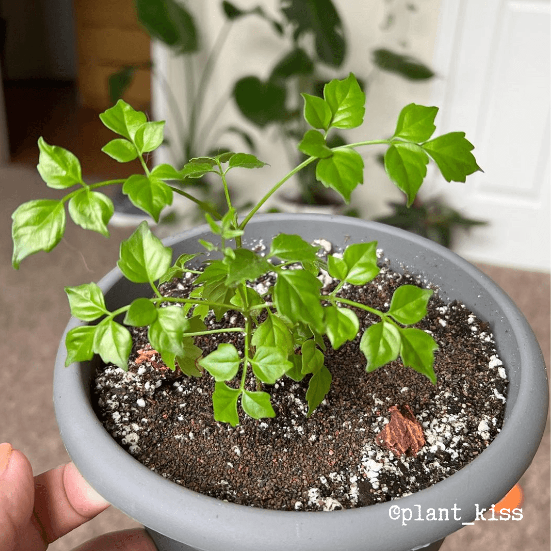 Radermachera Sinica 'China Doll' Plant Seeds