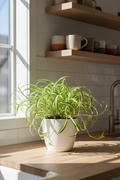 Spider Plant Hawaiian - 4" Pot - NURSERY POT ONLY