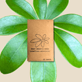 Schefflera Arboricola 'Dwarf Umbrella Plant' Seeds