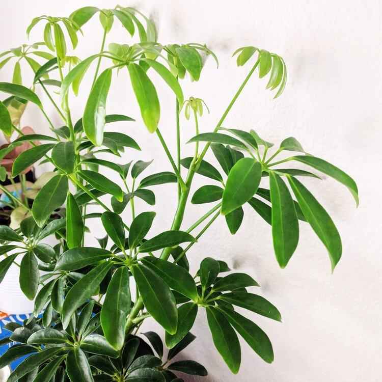 Schefflera Arboricola 'Dwarf Umbrella Plant' Seeds