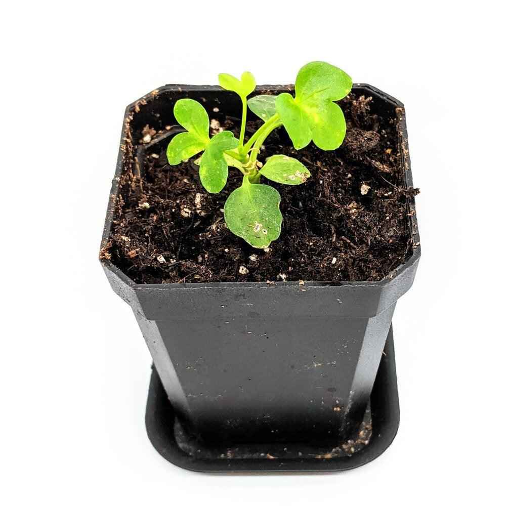 Schefflera Arboricola 'Dwarf Umbrella Plant' Seeds