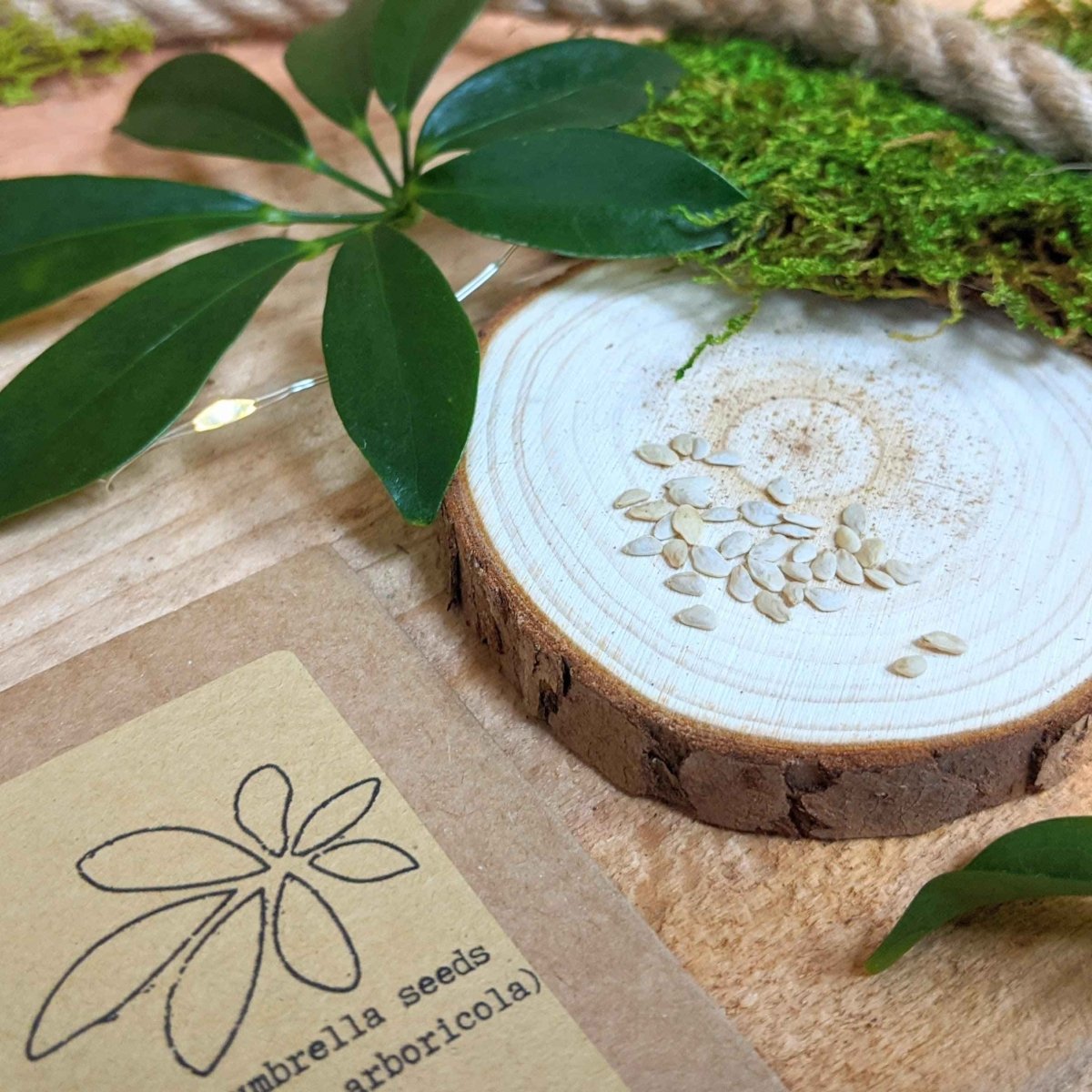 Schefflera Arboricola 'Dwarf Umbrella Plant' Seeds