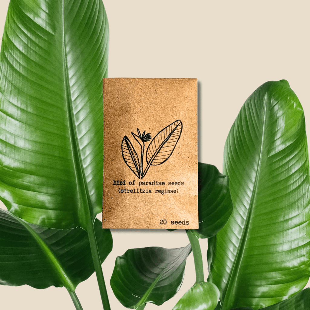 Strelitzia 'Bird of Paradise' Seeds