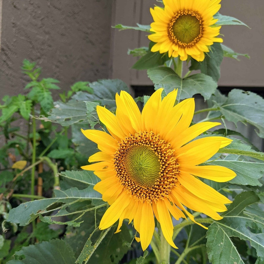 Sunspot Sunflower Seeds