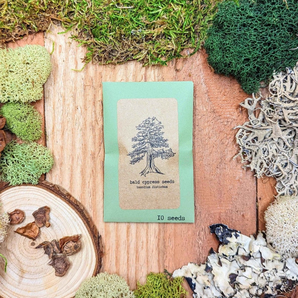 Taxodium Distichum 'Bald Cypress' Seeds
