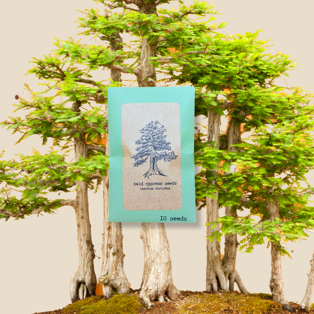 Taxodium Distichum 'Bald Cypress' Seeds