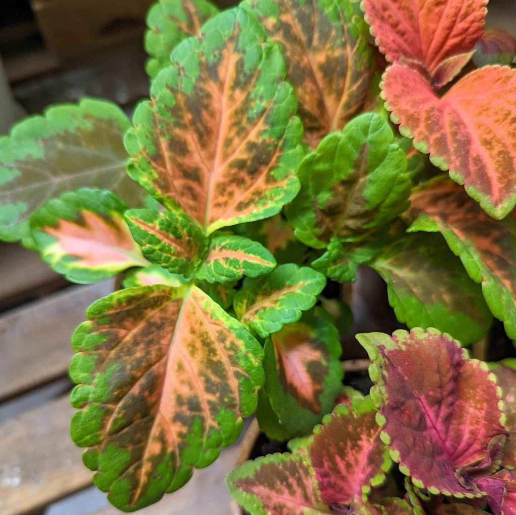 Wizard Coleus Mix Seeds